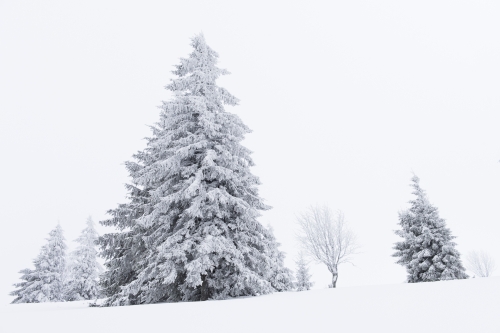 5-nature-photography-forest-photography-vosges-france